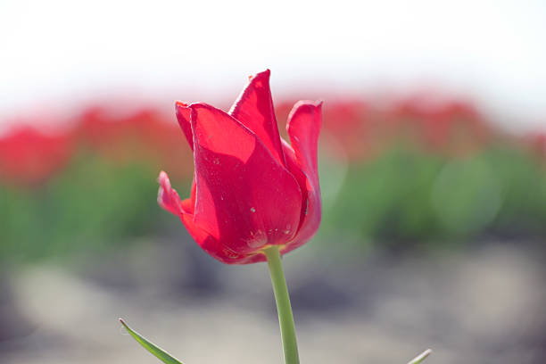 Fields of red tulips on a bulb field on Goeree-Overflakkee during Spring in the Netherlands``
