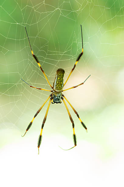 istock Nephila clavipes spider resting on silk web in vibrant green forest 2210012883