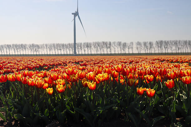 Fields of red with yellow tulips on a bulb field on Goeree-Overflakkee during Spring in the Netherlands