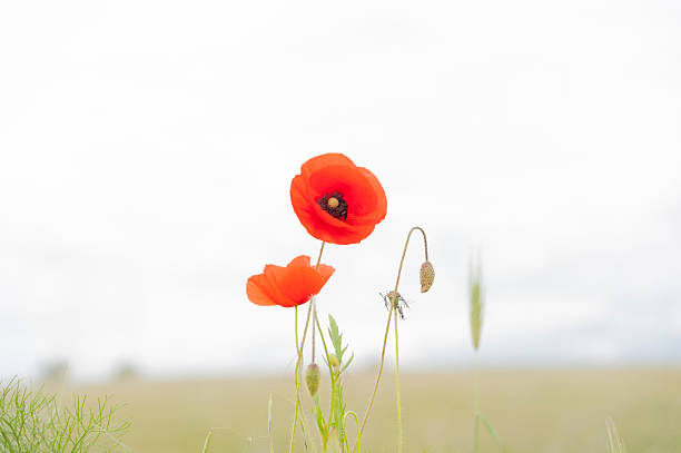 istock Poppy, wild flower. 2210015054
