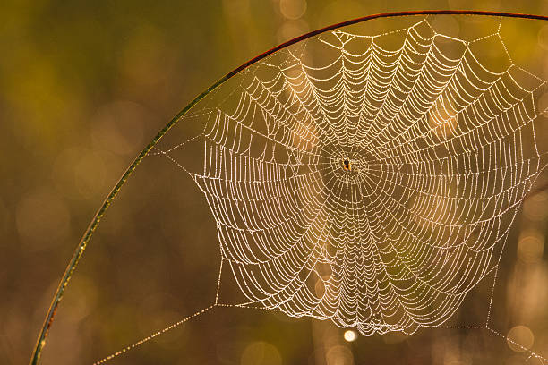 istock Morning sunlight illuminates a delicate spider web in Gothenburg, showcasing nature's intricate design 2210015793