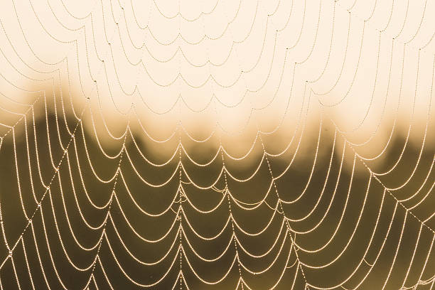 Early morning light casts a golden hue on a delicate spider web in Gothenburg. The intricate patterns glisten with dew, showcasing nature's artistry in the fresh dawn.
