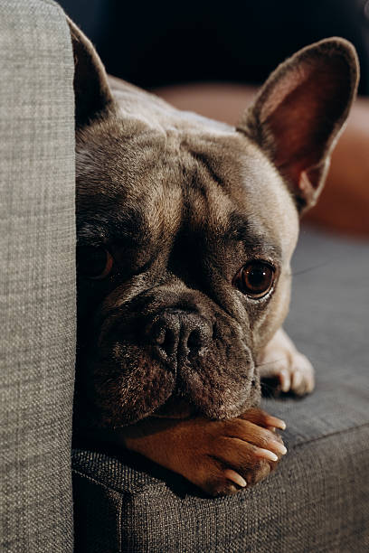 istock French Bulldog Relaxing on Couch with Calm Expression 2210017959