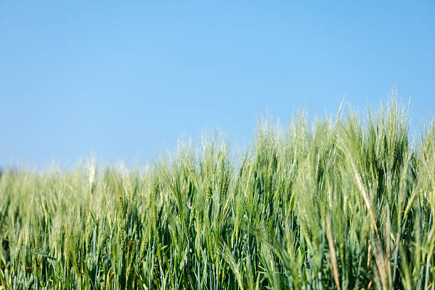 wheat farmer harvest business concept farming agronomist analyzing data barley examines food field summer cereal agriculture Smart farm modern management growth control organic summer background blur