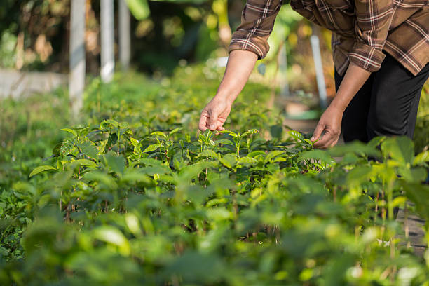 istock Smart hand farming techniques hydroponic fresh garden produce agriculture promotes farmer concept seedling coffee pot fresh green plant tree farm growth blur background organic garden cultivate 2210018368