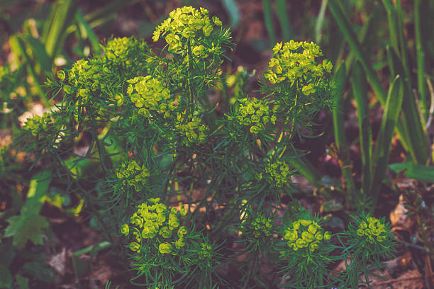 Flowers in the garden