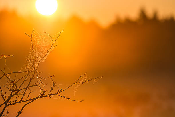 Early morning mist envelops spider webs as sun rises over Gothenburg landscape