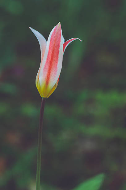 Flowers in the garden