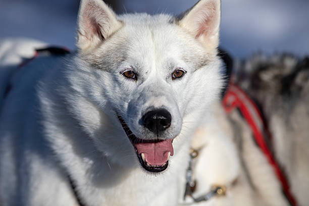 Dog in Rovaniemi,