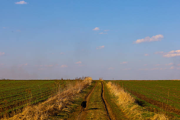An early spring landscape with a field road stretching into the distance under a blue sky with light clouds. Green fields of young wheat and yellow dry grass spread out on both sides of the road.