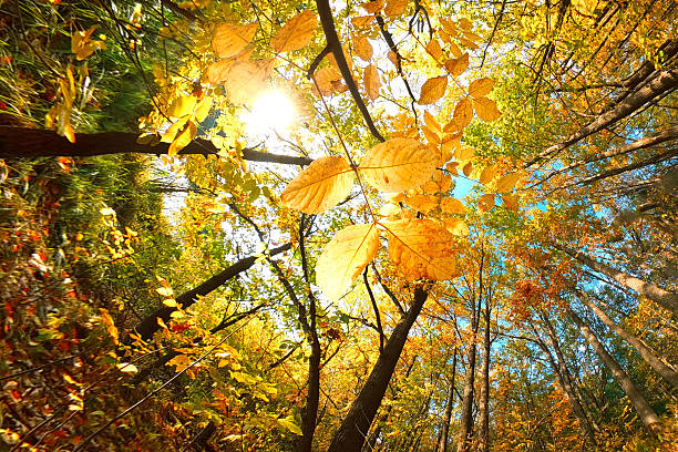 Autumn forest nature. Beautiful morning in colorful forest with sun rays through branches of trees. Scenery of nature with sunlight