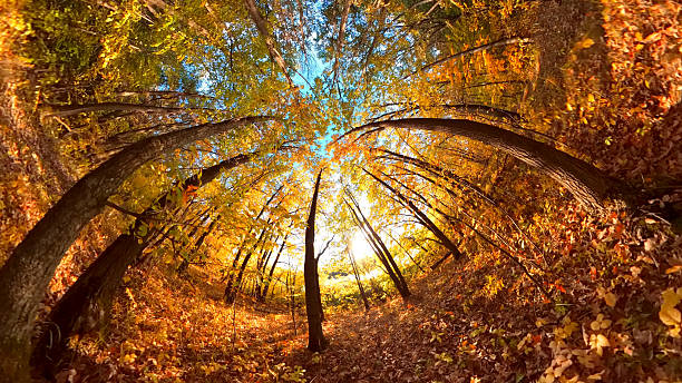 Autumn forest nature. Beautiful morning in colorful forest with sun rays through branches of trees. Scenery of nature with sunlight