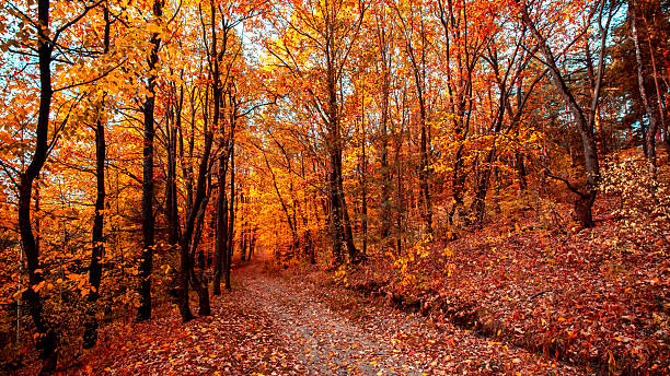 istock Road in the autumn forest. Autumn forest landscape. 2210022214