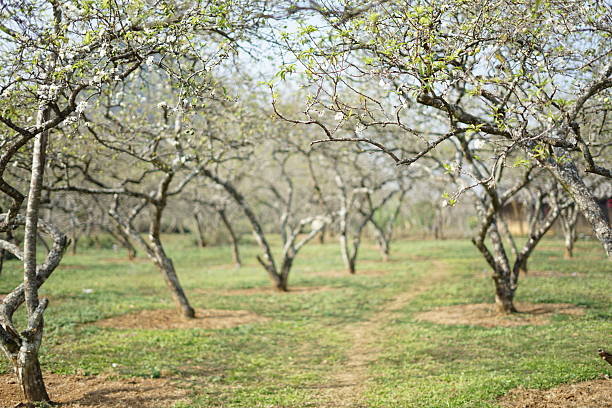 Apple orchard with trees protected with bordeaux mixture,copper sulphate, image