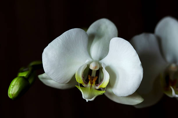 Flower of white orchid close-up.