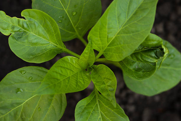 A green bell pepper plant in a garden. Planting pepper seedlings in the ground. The concept of conservation of nature and agriculture. Close up.