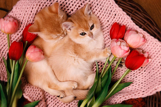 Two golden chinchilla kittens are resting on pink blanket, surrounded by red and pink tulips. One kitten is sleeping, while the other is still awake but relaxing. The kittens are lying close together