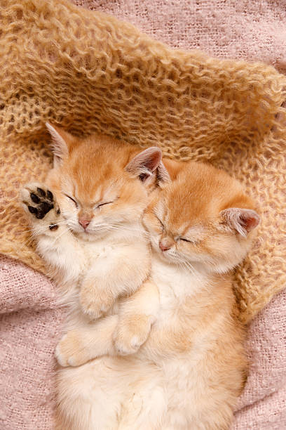 istock Two Kittens Lying on a Pink Blanket in a Sleepy State 2210022761