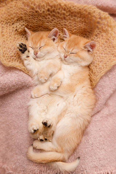 istock Two Kittens Lying on a Pink Blanket in a Sleepy State 2210022763
