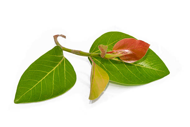 istock Banyan tree (Ficus benghalensis) leaves isolated on white background. natural green leaf 2210022777