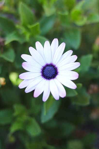 istock Dorotheanthus bellidiformis plant. 2210022847