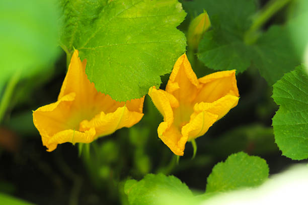 Pumpkin plant growing in the garden. Flowering zucchini on a sunny day. Squashes and pumpkins agriculture concept.