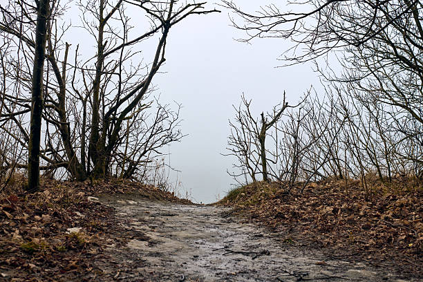 Narrow dirt path leads to mist-covered waterfront. Leafless trees frame pathway, creating moody and serene atmosphere. Soft lighting enhances tranquil and secluded environment