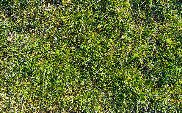 istock Spring grass in the morning sun as a natural texture. 2210025051