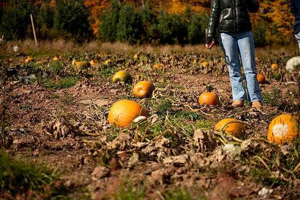 istock Farmer standing in pumpkin patch filled with ripe orange pumpkins ready for Halloween 2210025105