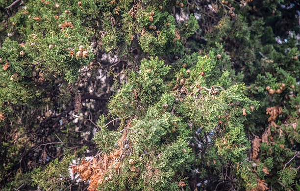 Windswept tree in the meadow grows at obvious angles in a public park near Mediterranean sea. A strong wind blows the trees and tilts them
