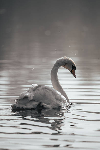 istock Beautiful white swan on a lake 2210027527