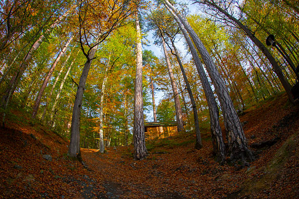 Bolu Seven Lakes National Park / Turkey