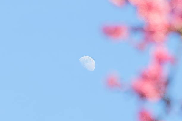 istock Daytime Moon Framed by Blurred Leaves — Serene Nature Sky Scene 2210030651