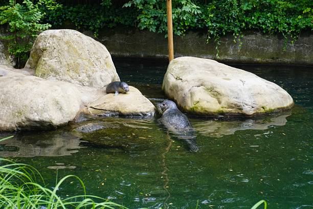 Asian Small-Clawed Otter (Aonyx cinereus)