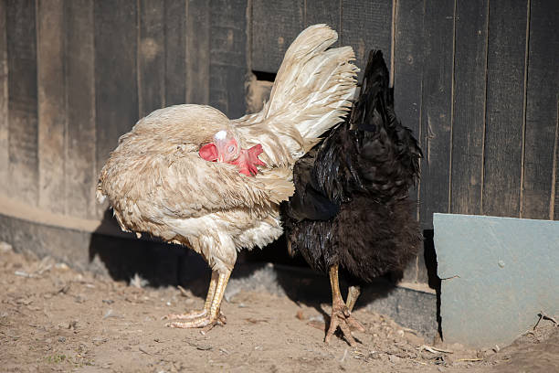 Two hens are standing next to each other, one white, the other black. The white one has its head buried in its feathers.