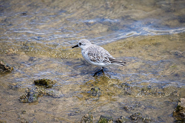 This intimate wildlife capture shows a sanderling—a small, pale-feathered wading bird—taking respite on one of Lanzarote's beaches looking for food. As a long-distance migrant, this bird pauses here during its epic journey between Arctic breeding grounds and African wintering sites, relying on the island's beaches for critical rest and foraging.