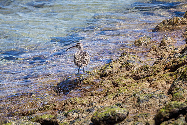 This striking image captures a Whimbrel probing Lanzarote's volcanic shoreline with its distinctive downcurved bill during a crucial migratory stopover. The medium-sized wader's streaked brown plumage provides perfect camouflage as it searches for crabs and marine invertebrates. The bird's presence underscores Lanzarote's importance as a pitstop along the East Atlantic Flyway, where migrants refuel between Arctic breeding grounds and African wintering areas.