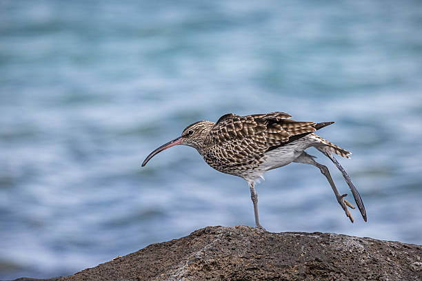 This striking image captures a Whimbrel probing Lanzarote's volcanic shoreline with its distinctive downcurved bill during a crucial migratory stopover. The medium-sized wader's streaked brown plumage provides perfect camouflage as it searches for crabs and marine invertebrates. The bird's presence underscores Lanzarote's importance as a pitstop along the East Atlantic Flyway, where migrants refuel between Arctic breeding grounds and African wintering areas.