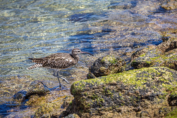 This striking image captures a Whimbrel probing Lanzarote's volcanic shoreline with its distinctive downcurved bill during a crucial migratory stopover. The medium-sized wader's streaked brown plumage provides perfect camouflage as it searches for crabs and marine invertebrates. The bird's presence underscores Lanzarote's importance as a pitstop along the East Atlantic Flyway, where migrants refuel between Arctic breeding grounds and African wintering areas.