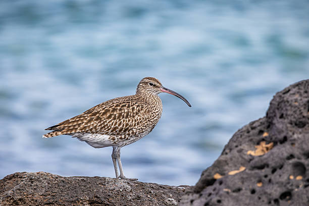 This striking image captures a Whimbrel probing Lanzarote's volcanic shoreline with its distinctive downcurved bill during a crucial migratory stopover. The medium-sized wader's streaked brown plumage provides perfect camouflage as it searches for crabs and marine invertebrates. The bird's presence underscores Lanzarote's importance as a pitstop along the East Atlantic Flyway, where migrants refuel between Arctic breeding grounds and African wintering areas.