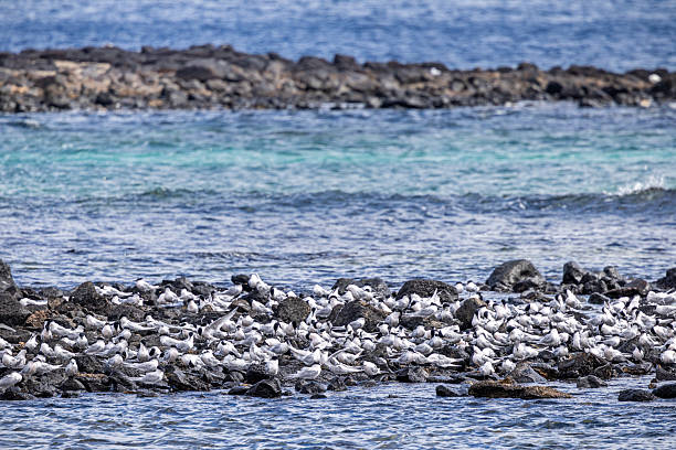 This image captures a large flock of Arctic terns taking respite on Lanzarote’s windswept beaches during their record-breaking migration. Known as the species with the longest migratory route of any bird (up to 96,000 km annually), these elegant seabirds stop briefly in the Canary Islands to rest and feed before continuing their epic journey between Arctic breeding grounds and Antarctic wintering waters. Their snow-white plumage and streamlined silhouettes create a striking visual pattern against the dark volcanic sand, while their constant alert posture reflects the tireless nature of these globe-trotting birds.