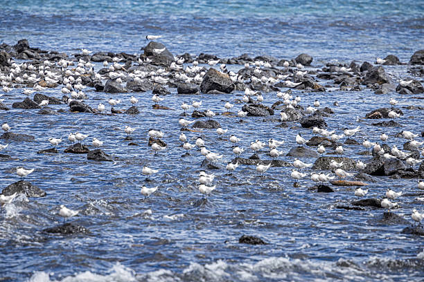 This image captures a large flock of Arctic terns taking respite on Lanzarote’s windswept beaches during their record-breaking migration. Known as the species with the longest migratory route of any bird (up to 96,000 km annually), these elegant seabirds stop briefly in the Canary Islands to rest and feed before continuing their epic journey between Arctic breeding grounds and Antarctic wintering waters. Their snow-white plumage and streamlined silhouettes create a striking visual pattern against the dark volcanic sand, while their constant alert posture reflects the tireless nature of these globe-trotting birds.