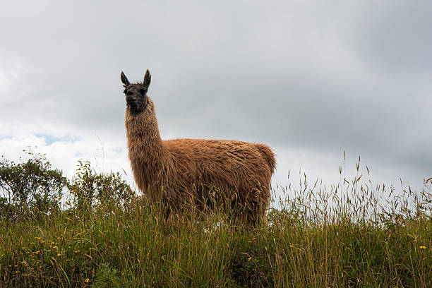 Ecuador Cotopaxi National Park