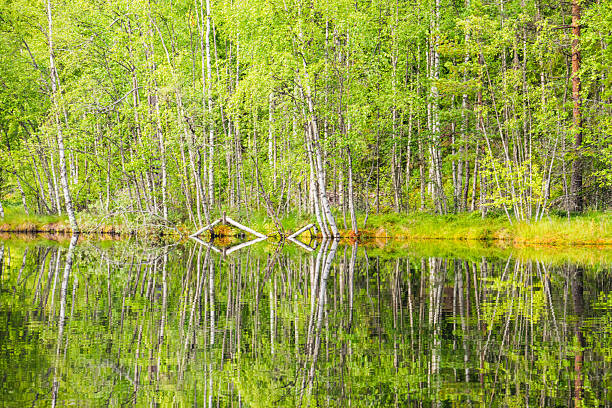 Birch trees in spring in Teicu bog in Latgale, Latvia.