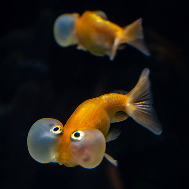 Celestial Eye goldfish swim in dark waters with reflection. These gentle fish are known for their upturned eyes and missing dorsal fins, a result of selective breeding in China.
