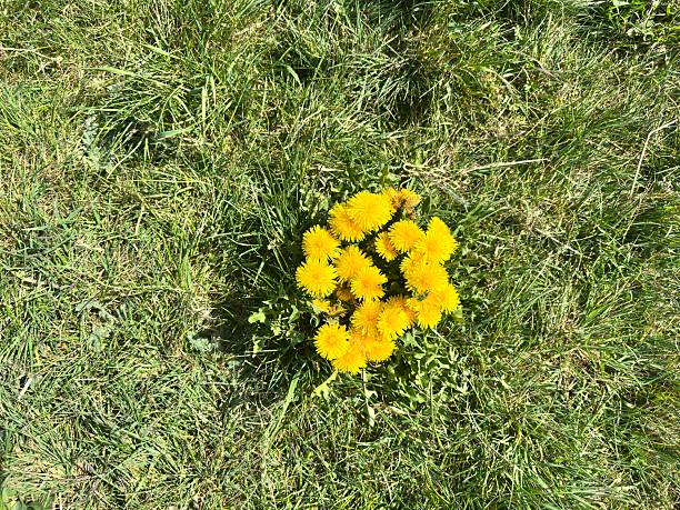 Flower in the grass
