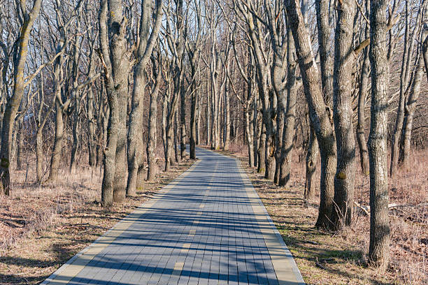 istock Road for walks in the park. 2210050645