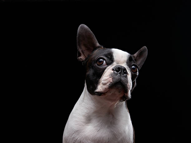 istock Boston Terrier with Focused Gaze Against Black Background 2210050680