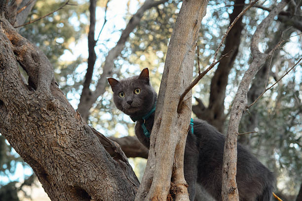 The cat stands with its front paws on a tree trunk, glancing around alertly. It is surrounded by thick trees and dry grass.