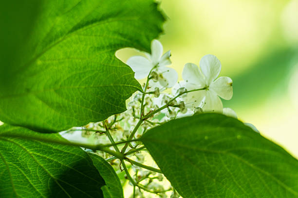 White viburnum flowers in full bloom on leafy green branches. The delicate blossoms create a harmonious scene of natural beauty and vibrant freshness in a garden setting.